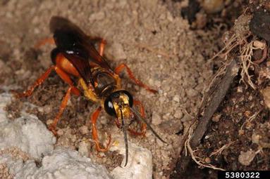 great golden digger wasp, Sphex ichneumoneus  (Hymenoptera: Sphecidae) - 5380322