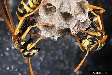 paper wasp, Polistes dominula  (Hymenoptera: Vespidae) - 5380330