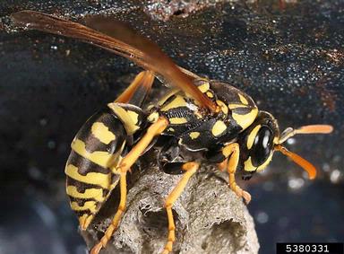 paper wasp, Polistes dominula  (Hymenoptera: Vespidae) - 5380331