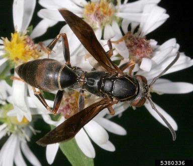 paper wasp, Polistes fuscatus  (Hymenoptera: Vespidae) - 5380336