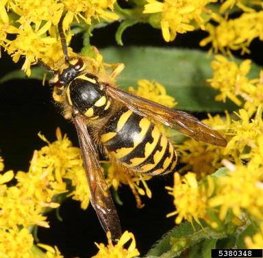 eastern yellowjacket, Vespula maculifrons  (Hymenoptera: Vespidae) - 5380348