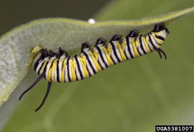monarch butterfly, Danaus plexippus  (Lepidoptera: Nymphalidae) - 5381007