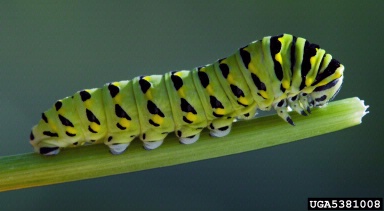black swallowtail, Papilio polyxenes  (Lepidoptera: Papilionidae) - 5381008