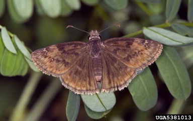 Horace's duskywing, Erynnis horatius  (Lepidoptera: Hesperiidae) - 5381013