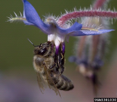honey bee, Apis mellifera  (Hymenoptera: Apidae) - 5381030