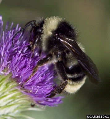 Western yellowbanded bumblebee, Bombus terricola  (Hymenoptera: Apidae) - 5381041