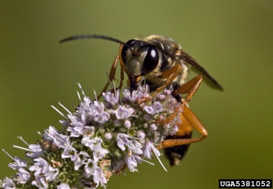 great golden digger wasp, Sphex ichneumoneus  (Hymenoptera: Sphecidae) - 5381052