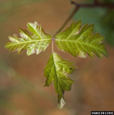 Pacific poison-oak, Toxicodendron diversilobum  (Sapindales: Anacardiaceae) - 5381086