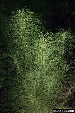 horsetail, Equisetum spp.  (Equisetales: Equisetaceae) - 5381088
