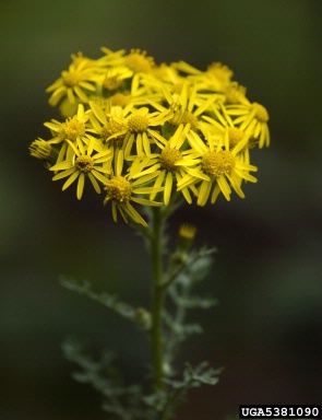 tansy ragwort, Senecio jacobaea  (Asterales: Asteraceae) - 5381090