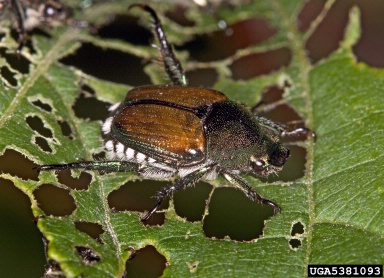 Japanese beetle, Popillia japonica  (Coleoptera: Scarabaeidae) - 5381093