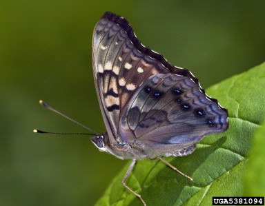 tawny emperor, Asterocampa clyton  (Lepidoptera: Nymphalidae) - 5381094
