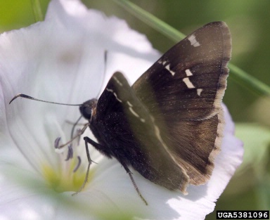 southern cloudy wing, Thorybes bathyllus  (Lepidoptera: Hesperiidae) - 5381096