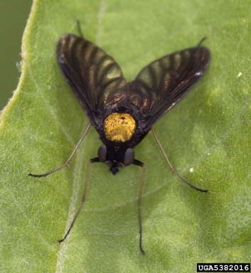 snipe fly, Chrysopilus spp.  (Diptera: Rhagionidae) - 5382016