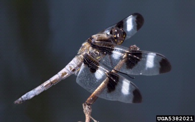 twelve-spotted skimmer, Libellula pulchella  (Odonata: Libellulidae) - 5382021