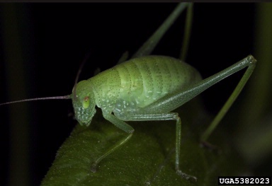 long-horned grasshopper,    (Orthoptera: Tettigoniidae) - 5382023
