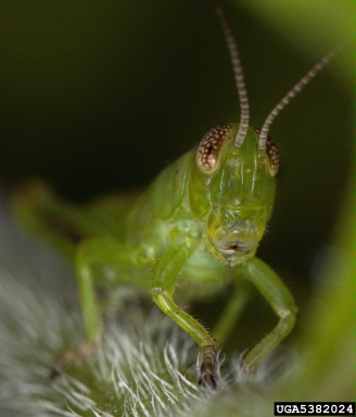 katydid,    (Orthoptera: Tettigoniidae) - 5382024