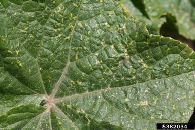 onion thrips (Thrips tabaci ) on cucumber (Cucumis sativus ) - 5382034