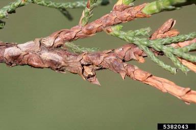cedar bark beetles (Phloeosinus spp. ) on juniper (Juniperus spp. ) - 5382043