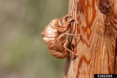 dog-day cicada, Tibicen spp.  (Hemiptera: Cicadidae) - 5382085