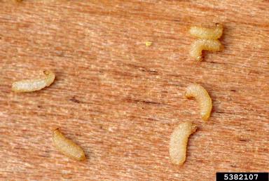 pine catkin sawflies (Xyela spp. ) on ponderosa pine (Pinus ponderosa ) - 5382107