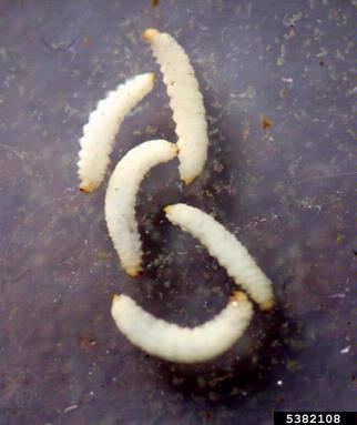 pine catkin sawflies (Xyela spp. ) on ponderosa pine (Pinus ponderosa ) - 5382108