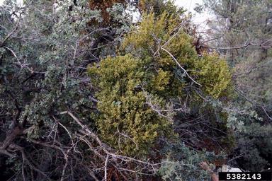 Cory's mistletoe (Phoradendron coryae ) on turbinella oak (Quercus turbinella ) - 5382143