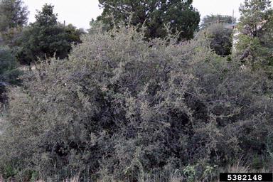 turbinella oak, Quercus turbinella  (Fagales: Fagaceae) - 5382148