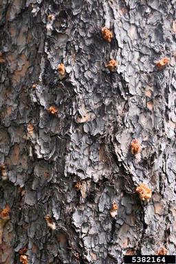 mountain pine beetle (Dendroctonus ponderosae ) on ponderosa pine (Pinus ponderosa var. ponderosa) - 5382164