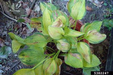 Hosta Virus X (Potexvirus HVX ) on hosta (Hosta spp. ) - 5382247