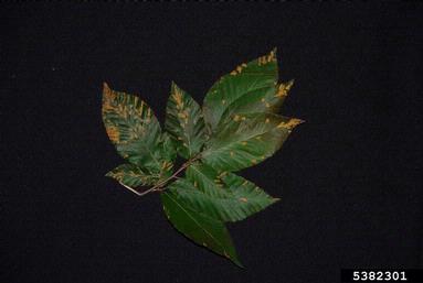 beech erineum mite (Acalitus fagerinea ) on beech (Fagus spp. ) - 5382301