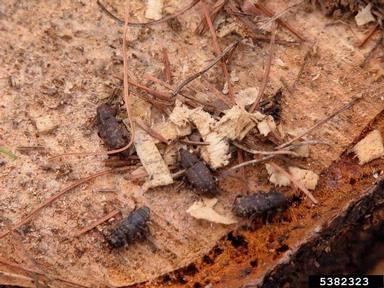 pales weevil, Hylobius pales  (Coleoptera: Curculionidae) - 5382323