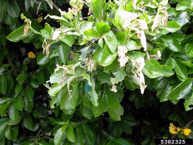 euonymus leaf notcher, Pryeria sinica  (Lepidoptera: Zygaenidae) - 5382325