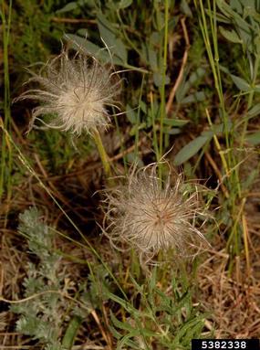 American pasqueflower, Pulsatilla patens  (Ranunculales: Ranunculaceae) - 5382338