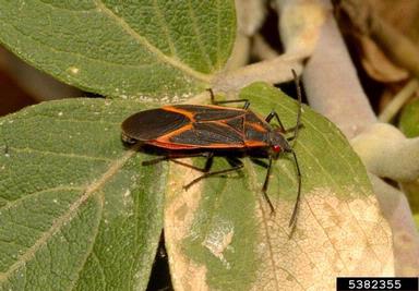 boxelder bug (Boisea trivittata ) on boxelder (Acer negundo ) - 5382355