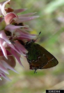juniper hairstreak (Callophrys gryneus ) on juniper (Juniperus spp. ) - 5382364