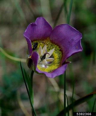 Gunnison's mariposa lily, Calochortus gunnisonii  (Liliales: Liliaceae) - 5382366