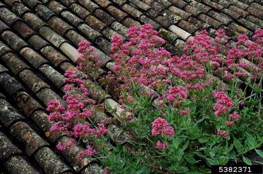 red valerian, Centranthus ruber  (Dipsacales: Valerianaceae) - 5382371