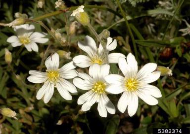 field chickweed, Cerastium arvense ssp. strictum (Caryophyllales: Caryophyllaceae) - 5382374