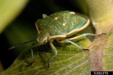Say stink bug, Chlorochroa sayi  (Hemiptera: Pentatomidae) - 5382375