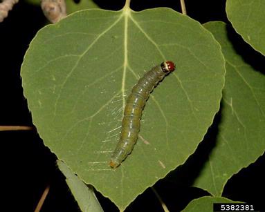 large aspen tortrix (Choristoneura conflictana ) on quaking aspen (Populus tremuloides ) - 5382381