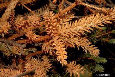spruce broom rust (Chrysomyxa arctostaphyli ) on spruce (Picea spp. ) - 5382383