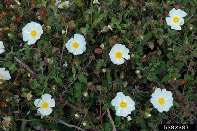 salvia cistus, Cistus salviifolius  (Violales: Cistaceae) - 5382387