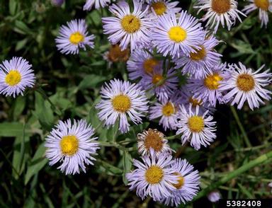 threenerve fleabane, Erigeron subtrinervis  (Asterales: Asteraceae) - 5382408