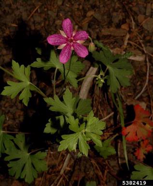 pineywoods geranium, Geranium caespitosum var. caespitosum (Geraniales: Geraniaceae) - 5382419
