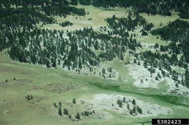 hail,    (Terrestrial weather: Precipitation) - 5382423