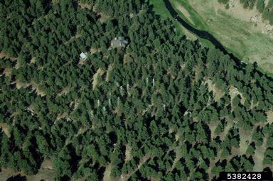 egret (  ) on ponderosa pine (Pinus ponderosa ) - 5382428