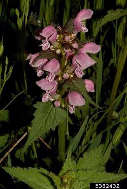 spotted deadnettle, Lamium maculatum  (Lamiales: Lamiaceae) - 5382432