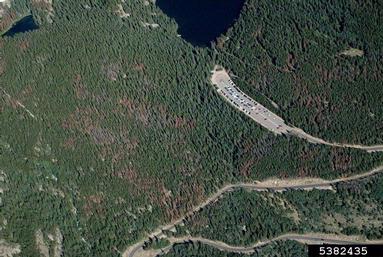 mountain pine beetle (Dendroctonus ponderosae ) on lodgepole pine (Pinus contorta ) - 5382435