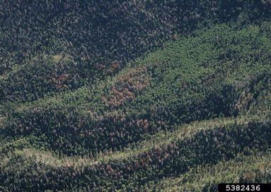 mountain pine beetle (Dendroctonus ponderosae ) on limber pine (Pinus flexilis ) - 5382436